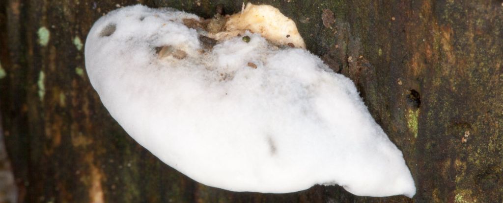 Найгіркіша речовина у світі: її крапля відчутна у тонні води