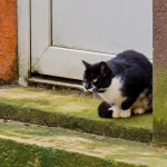 Кошку забыли на улице: видео, как «отомстило» обиженное животное ➤ Infotime.co