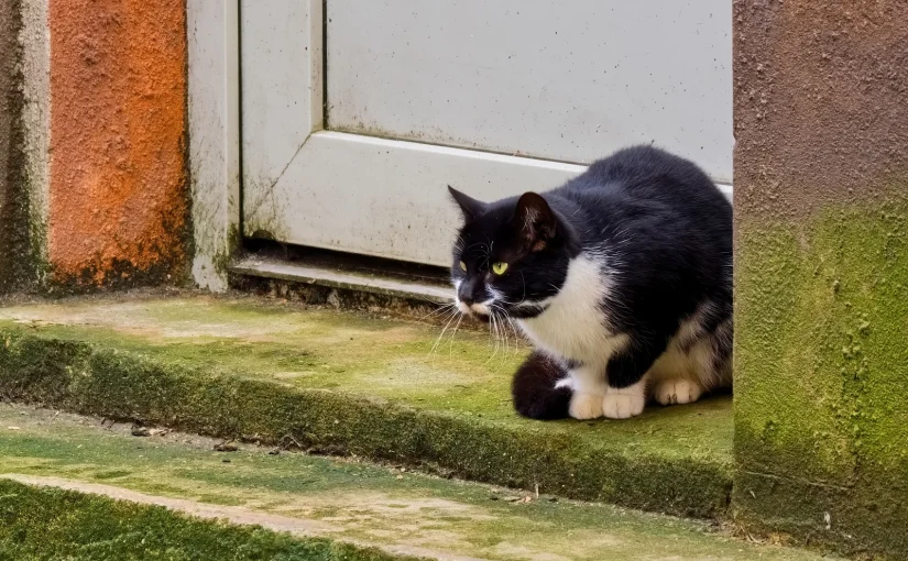 Кішку забули на вулиці: відео, як “помстилася” ображена тварина ➤ Infotime.co