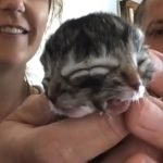 Кішка народила кошеня-мутанта з двома мордочками (фото) ➤ Infotime.co