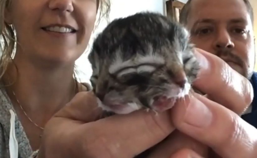 Кішка народила кошеня-мутанта з двома мордочками (фото) ➤ Infotime.co