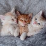 Узнает ли кошка своего котенка после разлуки ➤ Infotime.co