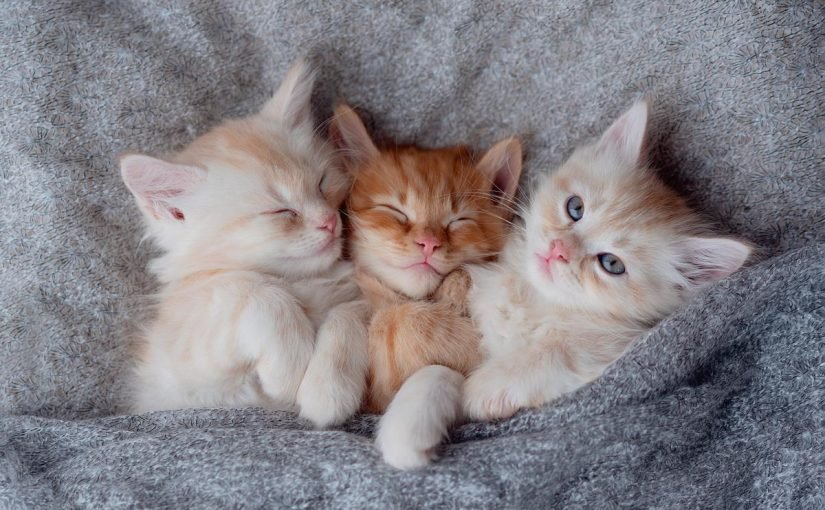 Узнает ли кошка своего котенка после разлуки ➤ Infotime.co