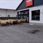 У Німеччині зграя тварин захопила супермаркет ➤ Infotime.co