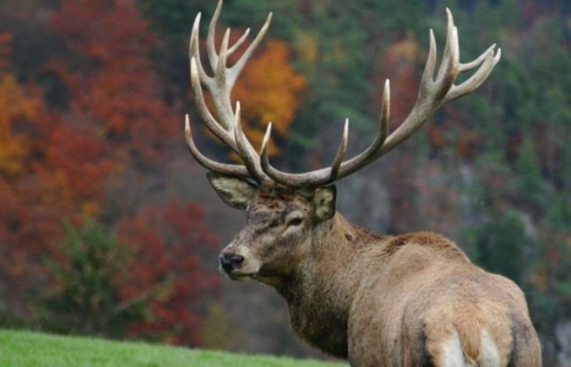 Сліди оленів світяться в ультрафіолеті: нове відкриття вчених