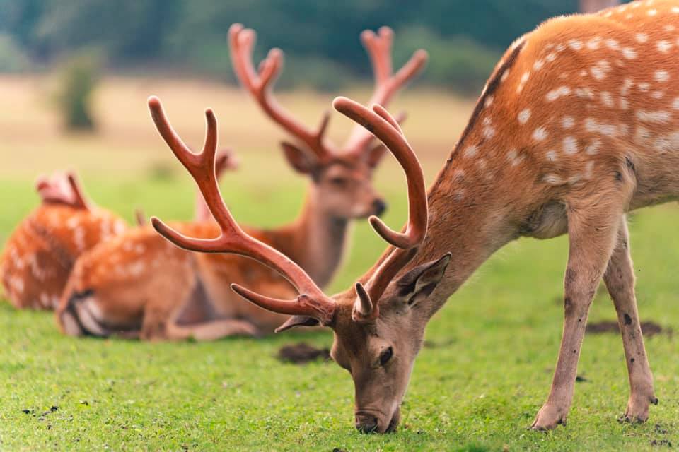 Сліди оленів світяться в ультрафіолеті: нове відкриття вчених