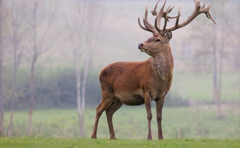 Сліди оленів світяться в ультрафіолеті: нове відкриття вчених ➤ Infotime.co