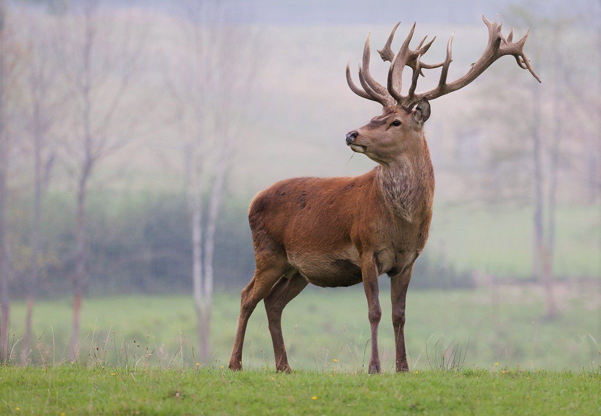 Следы оленей светятся в ультрафиолете: новое открытие ученых ➤ Главное.net