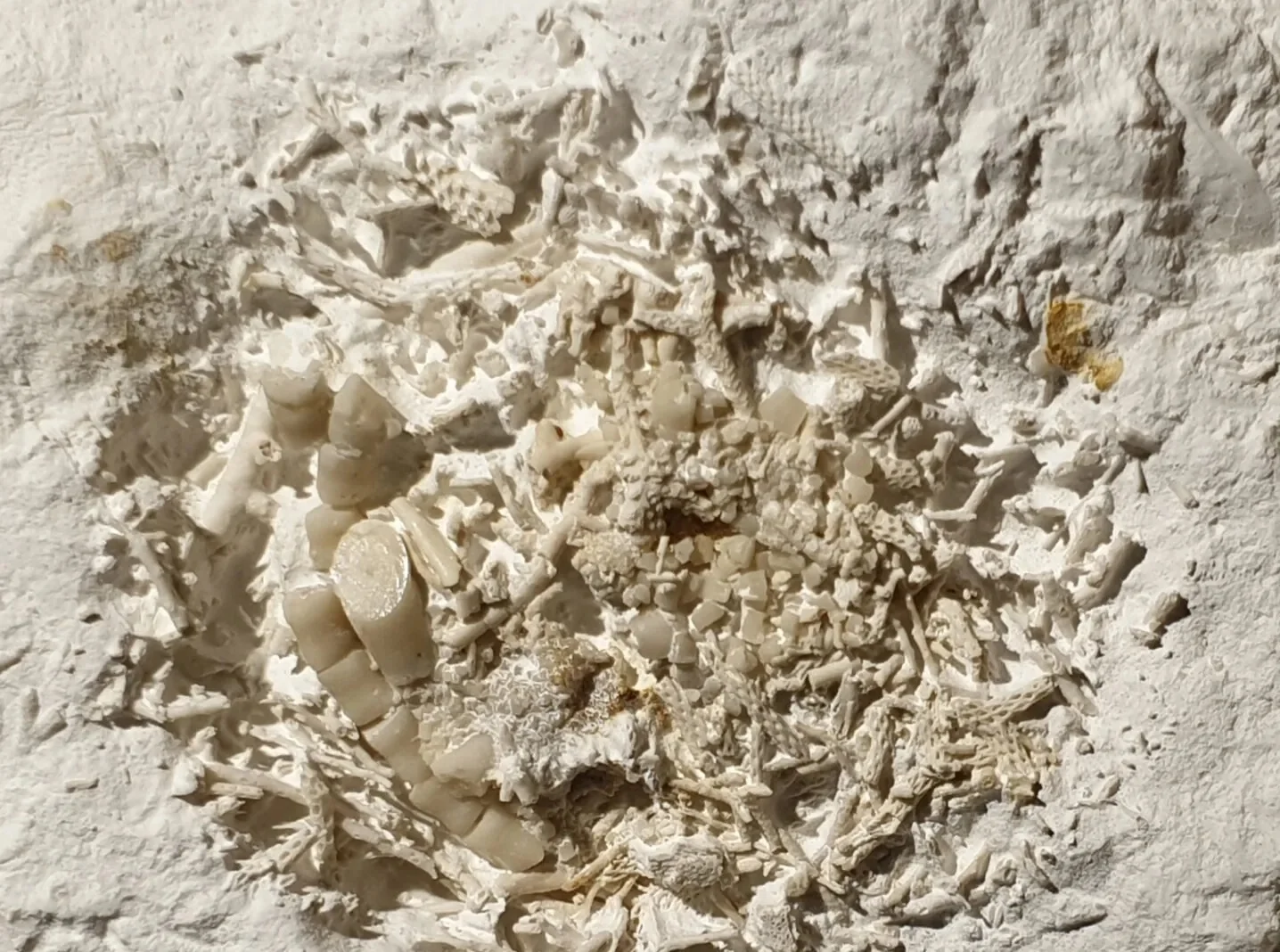 Блювотна маса риби здивувала вчених