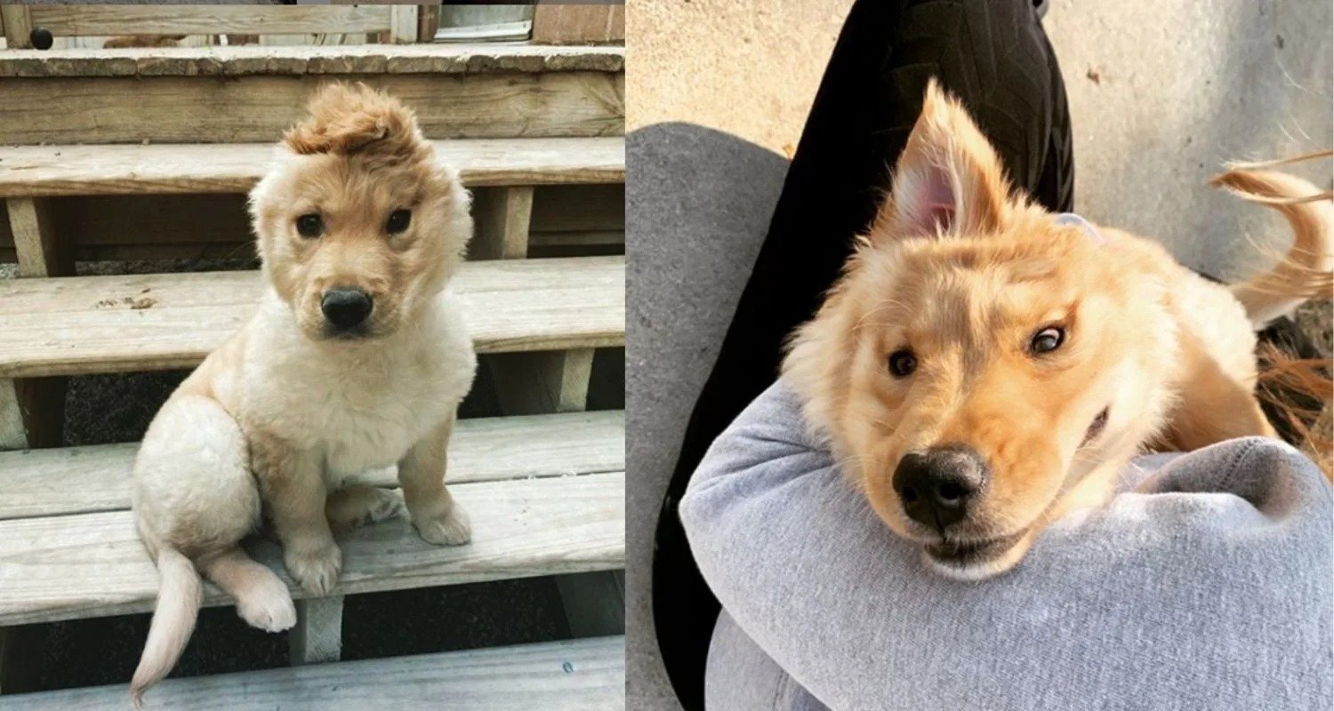 El “perro unicornio” ha conquistado internet: un perro con una oreja en medio de la cabeza