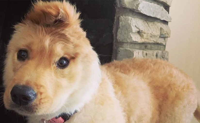 El “perro unicornio” ha conquistado internet: un perro con una oreja en medio de la cabeza ➤ Infotime.co