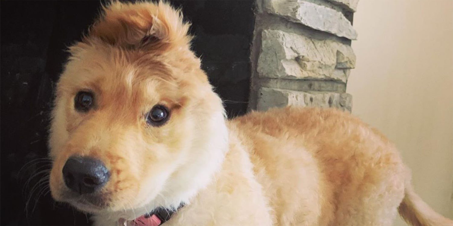 El “perro unicornio” ha conquistado internet: un perro con una oreja en medio de la cabeza ➤ Главное.net