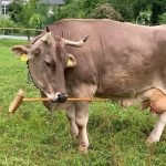 Домашняя корова из Австрии удивила ученых своим интеллектом ➤ Infotime.co