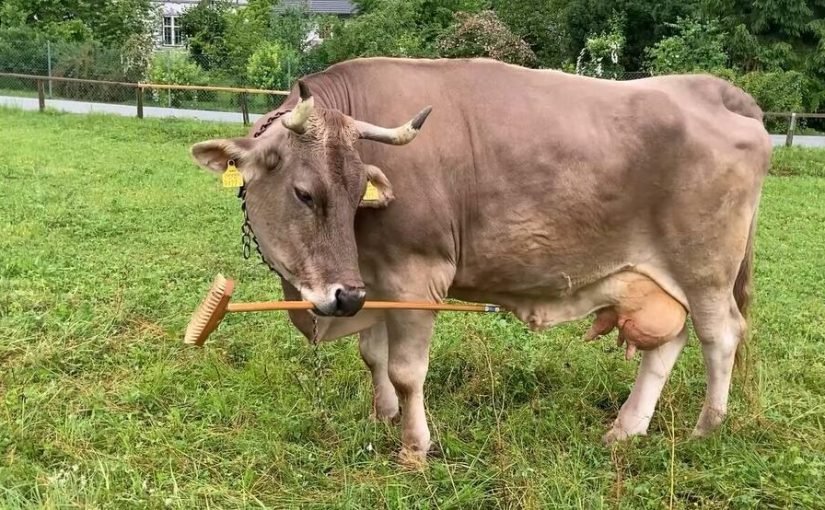 Домашняя корова из Австрии удивила ученых своим интеллектом ➤ Infotime.co