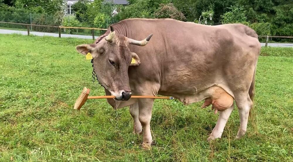 Домашняя корова из Австрии удивила ученых своим интеллектом ➤ Главное.net