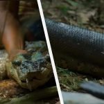 Науковці знайшли новий вид гігантських анаконд в Амазонії ➤ Infotime.co