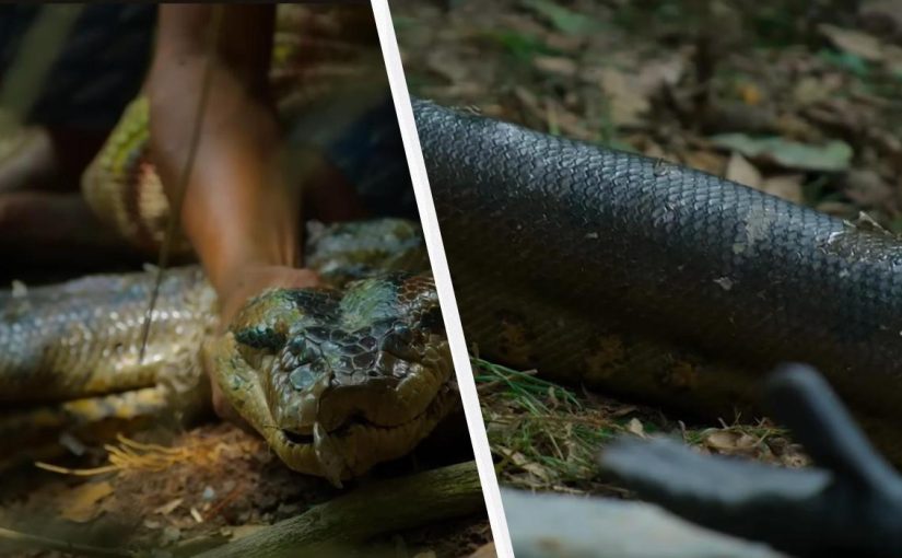 Ученые нашли новый вид гигантских анаконд в Амазонии ➤ Infotime.co