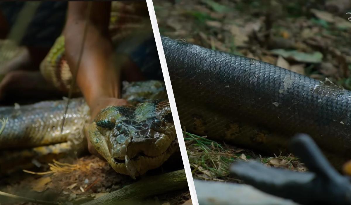 Ученые нашли новый вид гигантских анаконд в Амазонии ➤ Главное.net