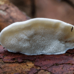 Найгіркіша речовина у світі: її крапля відчутна у тонні води ➤ Infotime.co