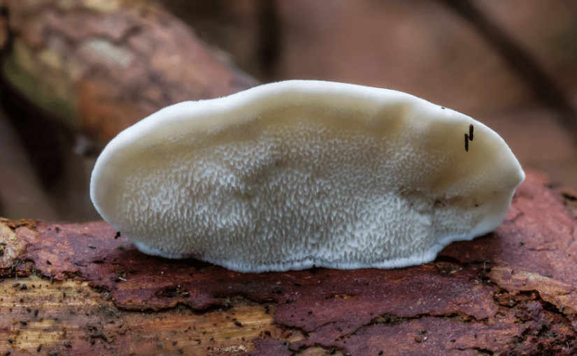 Самое горькое вещество в мире: его капля ощутима в тонные воды ➤ Infotime.co