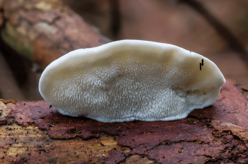 Самое горькое вещество в мире: его капля ощутима в тонные воды ➤ Главное.net
