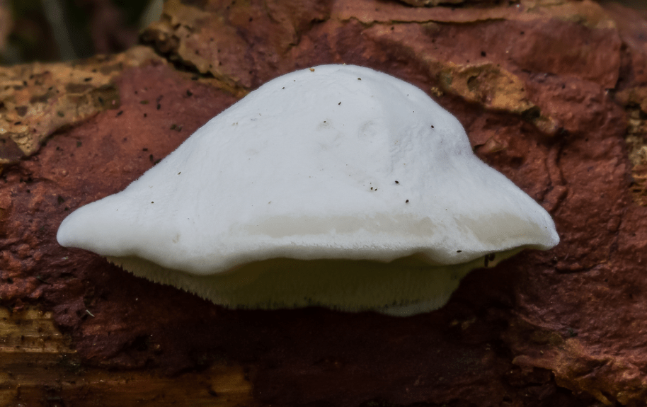 Найгіркіша речовина у світі: її крапля відчутна у тонні води