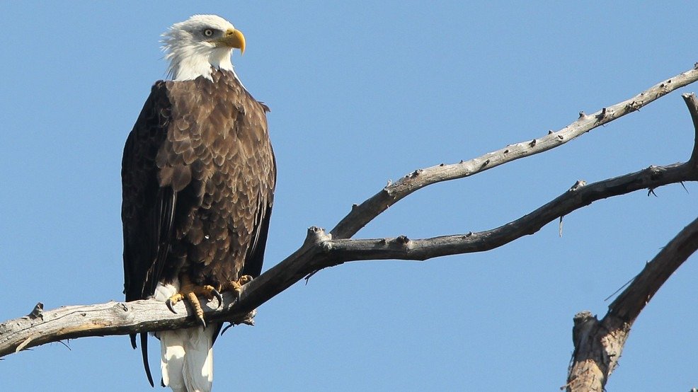 Seekor Elang Botak Menolak Bergerak—Dan Permohonan Sunyinya Menghancurkan Hati Kami