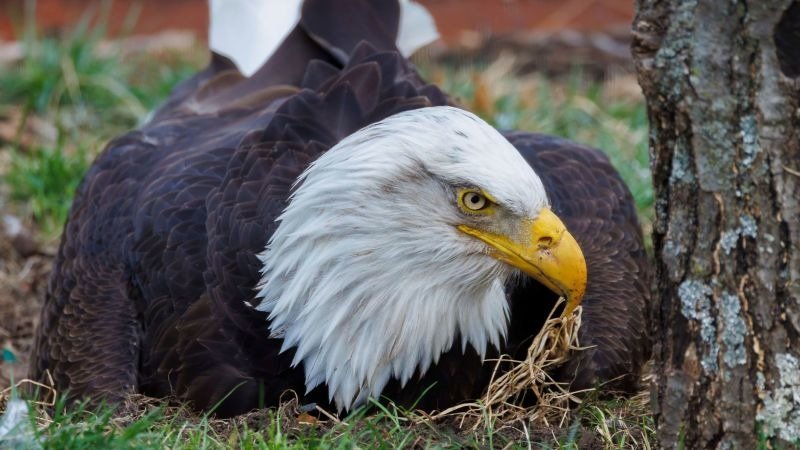 Seekor Elang Botak Menolak Bergerak—Dan Permohonan Sunyinya Menghancurkan Hati Kami