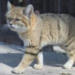 Лает, как собака: ученые рассказали о самой загадочной кошке пустынь ➤ Infotime.co