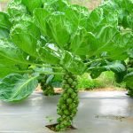 Кардіолог назвав овоч №1 для здоров’я серця ➤ Infotime.co