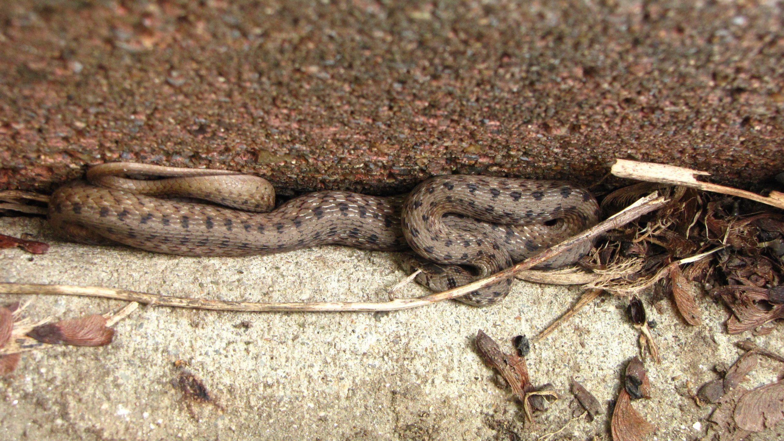 Aku menemukan ular ini di kebunku… Tapi ketika dokter hewan melihatnya, dia pucat pasi dan berteriak, “Panggil ambulans segera!”