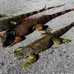 США накрив холод: у Флориді зафіксували «дощі з ігуан» ➤ Infotime.co