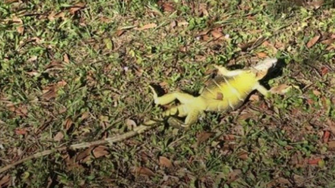 США накрив холод: у Флориді зафіксували «дощі з ігуан»