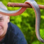 Aku menemukan ular ini di kebunku… Tapi ketika dokter hewan melihatnya, dia pucat pasi dan berteriak, “Panggil ambulans segera!” ➤ Infotime.co