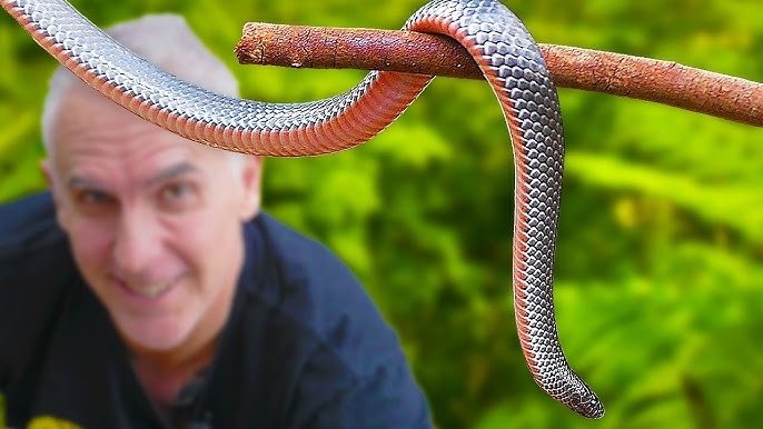 Aku menemukan ular ini di kebunku… Tapi ketika dokter hewan melihatnya, dia pucat pasi dan berteriak, “Panggil ambulans segera!” ➤ Infotime.co