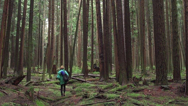 Dia Mengira Itu Hanya Pohon Aneh — Sampai Hutan Menjadi Hidup