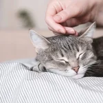 Почему нужно гладить кота перед сном ➤ Infotime.co