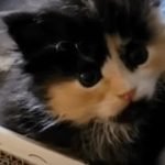 Чоловік казково розбагатів після порятунку кота ➤ Infotime.co