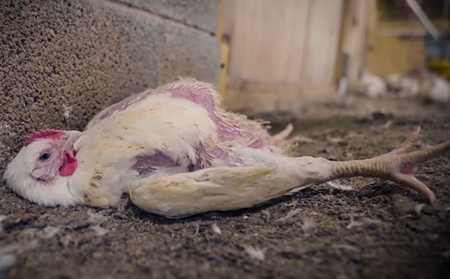 Норвегия объявляет войну «курам-франкенштейнам»: историческое решение для защиты животных