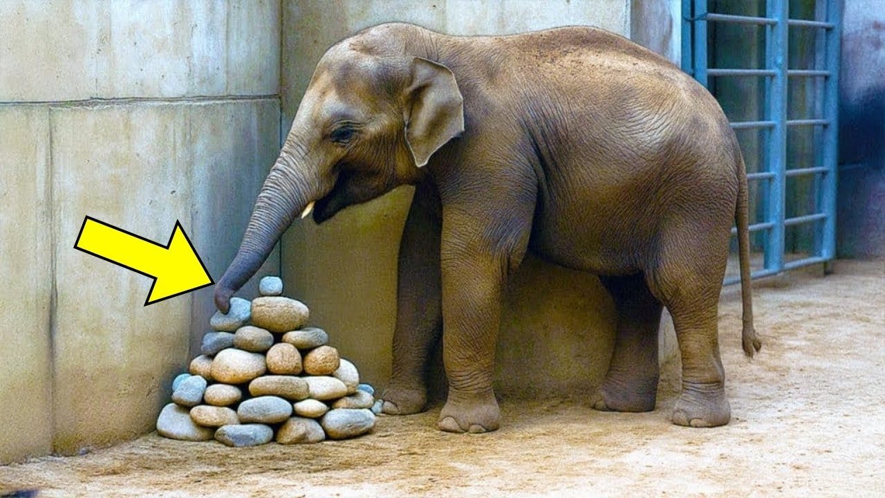 Gajah Terus Meletakkan Batu di Sudut Kandang, Kemudian Para Ahli Menemukan Alasannya… ➤ Infotime.co