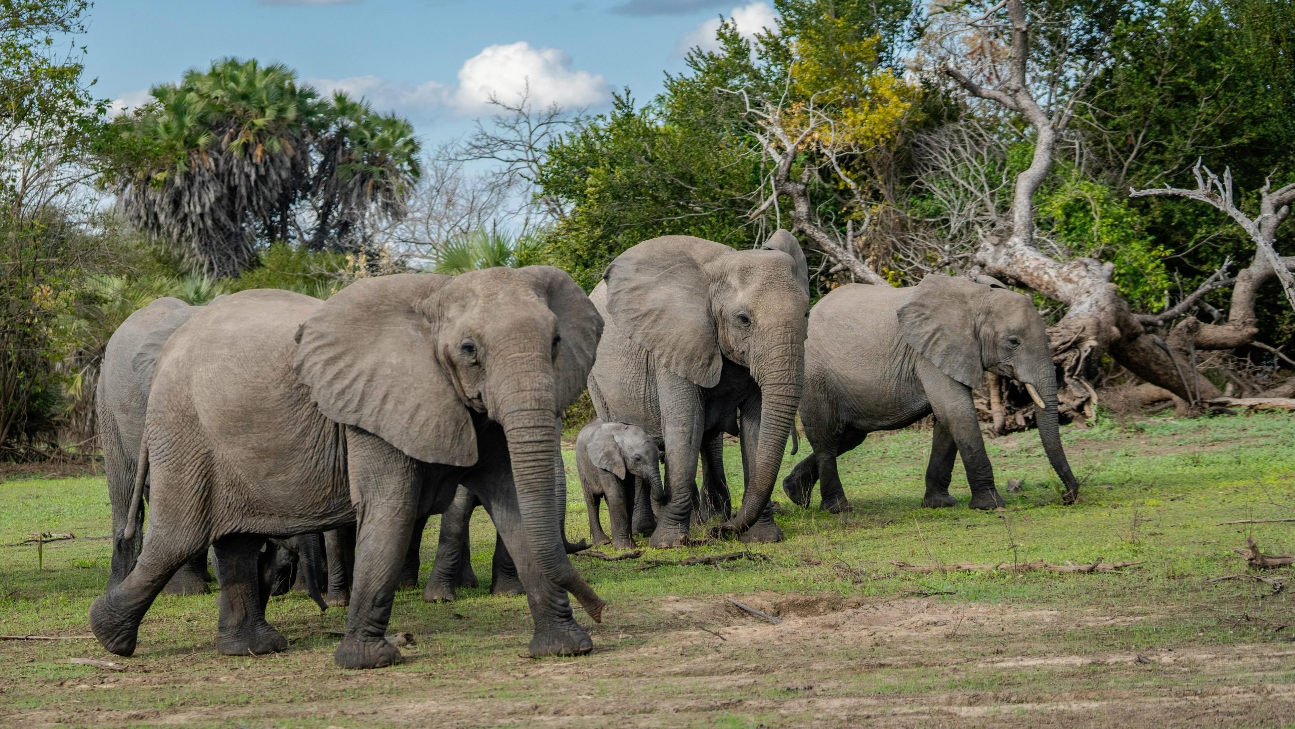 Gajah Terus Meletakkan Batu di Sudut Kandang, Kemudian Para Ahli Menemukan Alasannya…