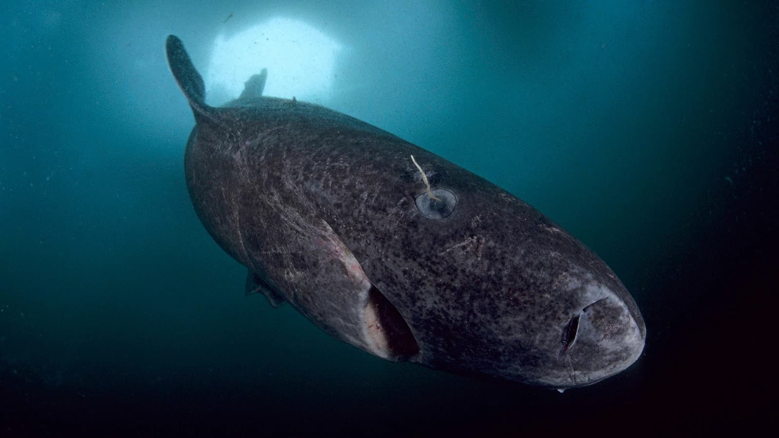 В Антарктическом океане заметили большое существо, которого там не должно быть