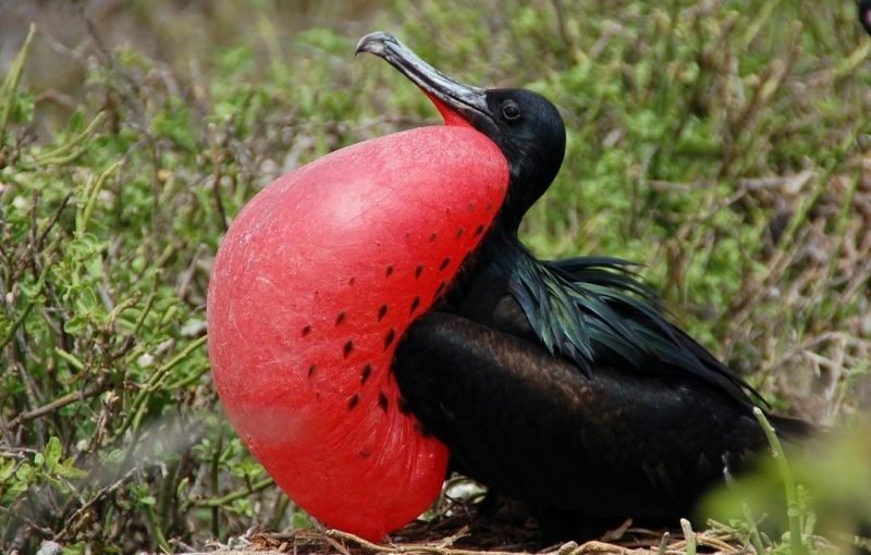 Биолог рассказал о птице, которая способна спать прямо во время полета ➤ Infotime.co