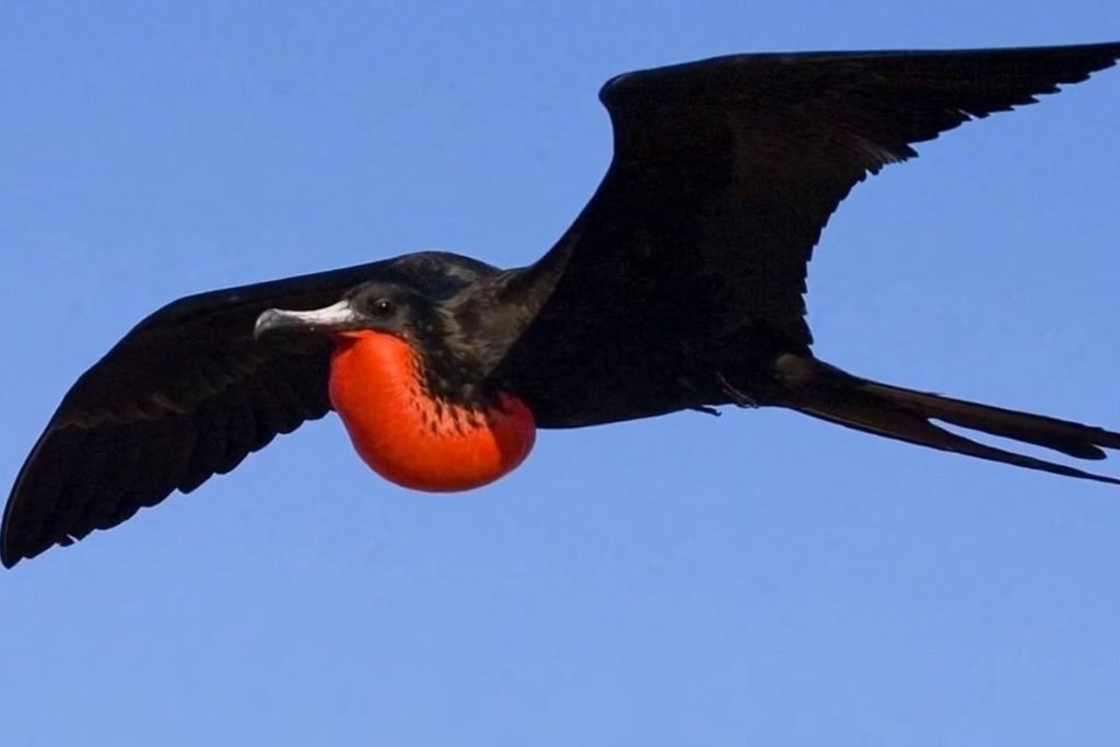 Биолог рассказал о птице, которая способна спать прямо во время полета