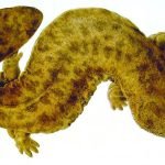 Стародавній монстр у річках Японії змінює екосистему ➤ Infotime.co