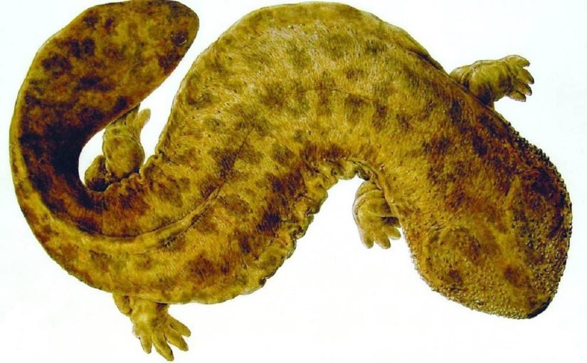 Стародавній монстр у річках Японії змінює екосистему ➤ Infotime.co