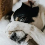 Почему собака кладет на вас лапы: ответ удивит ➤ Infotime.co