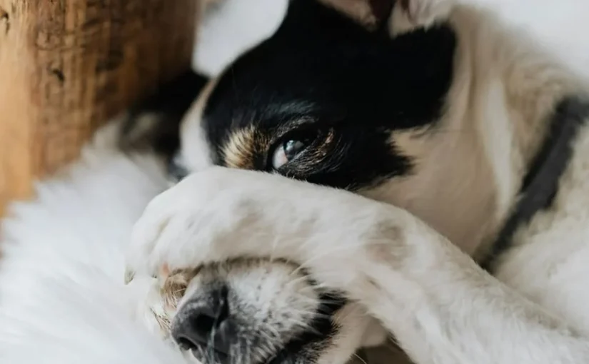 Почему собака кладет на вас лапы: ответ удивит ➤ Infotime.co