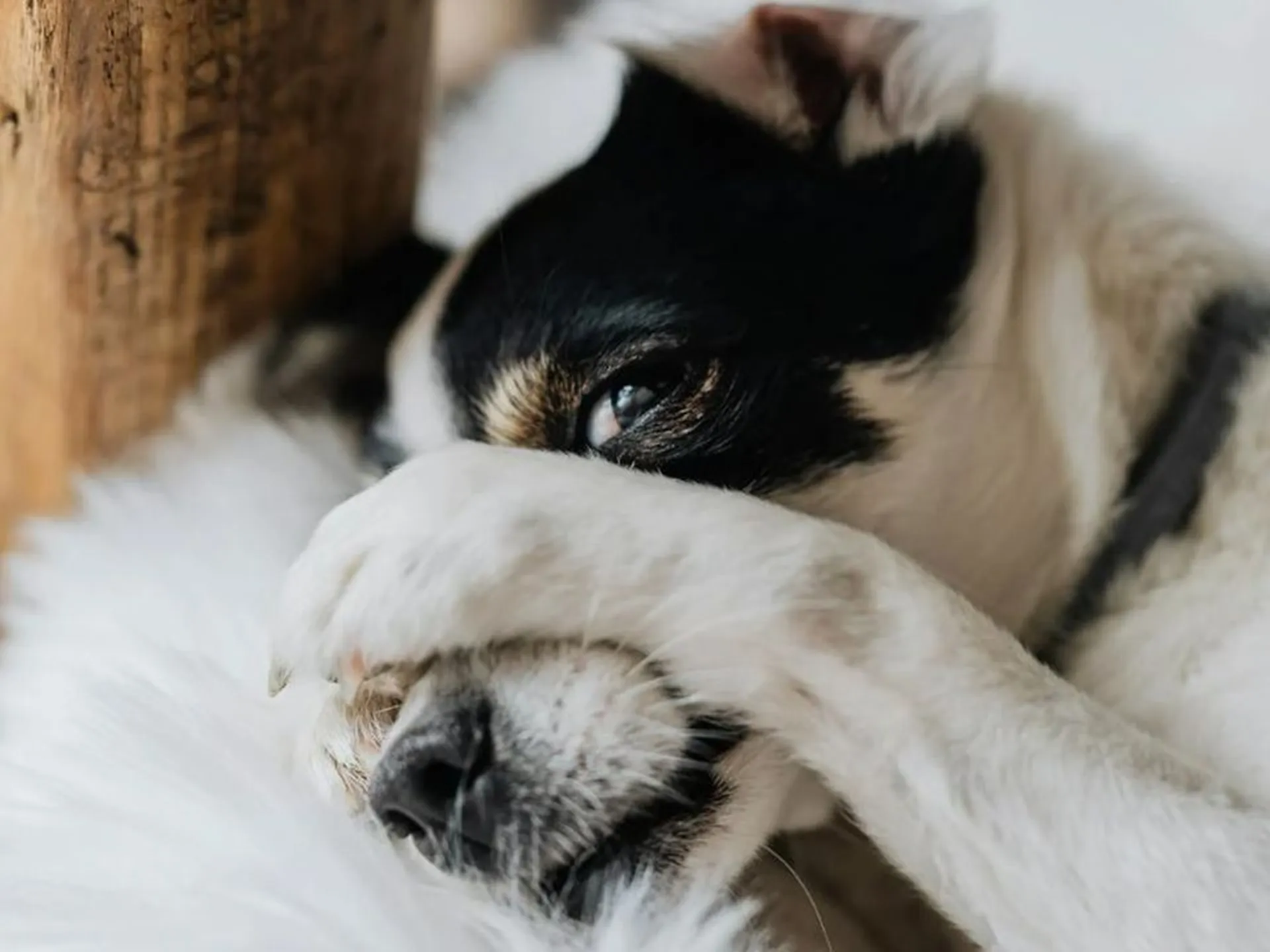 Почему собака кладет на вас лапы: ответ удивит ➤ Главное.net