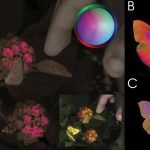 Фіолетове небо та “страшні” люди: як тварини бачать світ ➤ Infotime.co